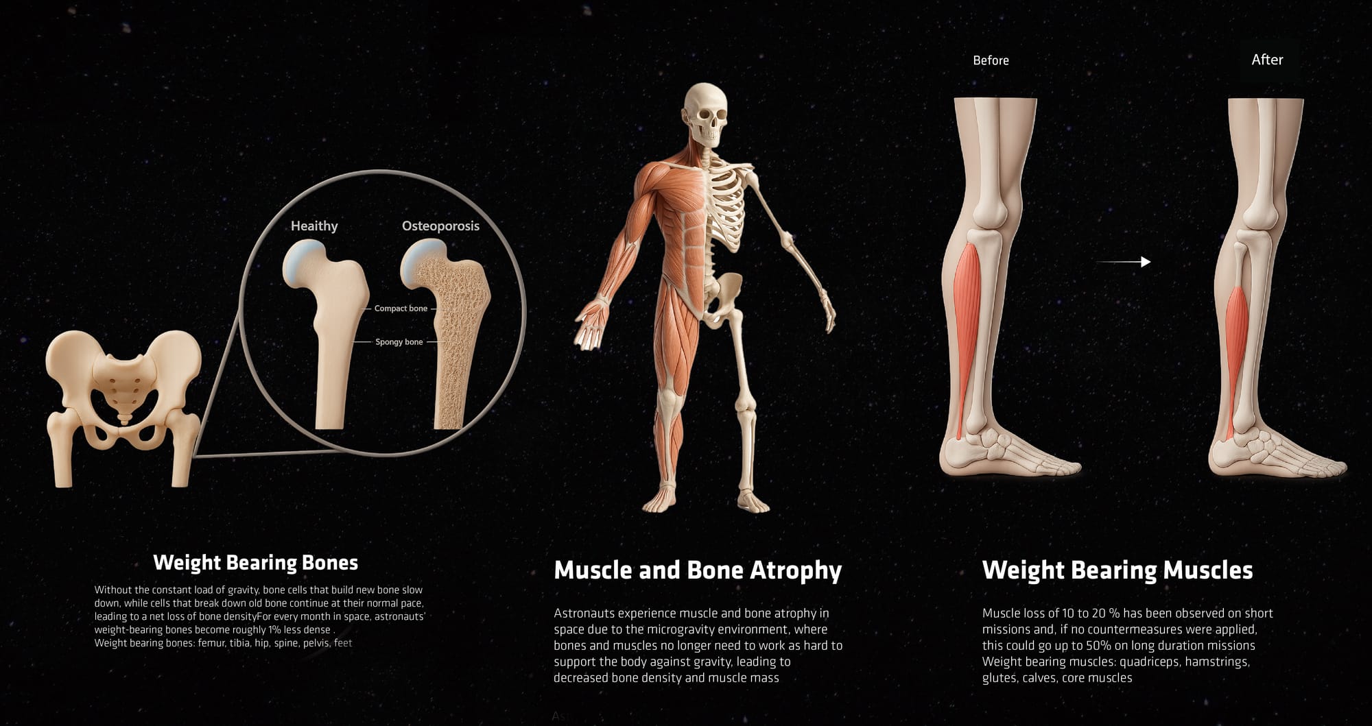 Problem — muscle and bone atrophy in space